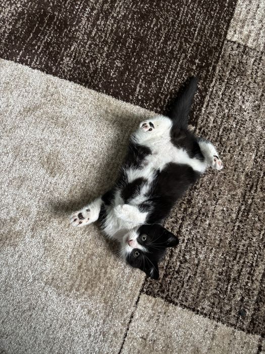 Кошенята котики 8 тижнів