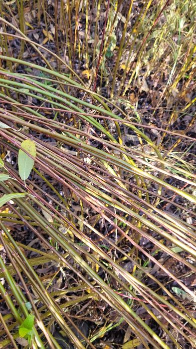 Wiklina zielona prosto z pola