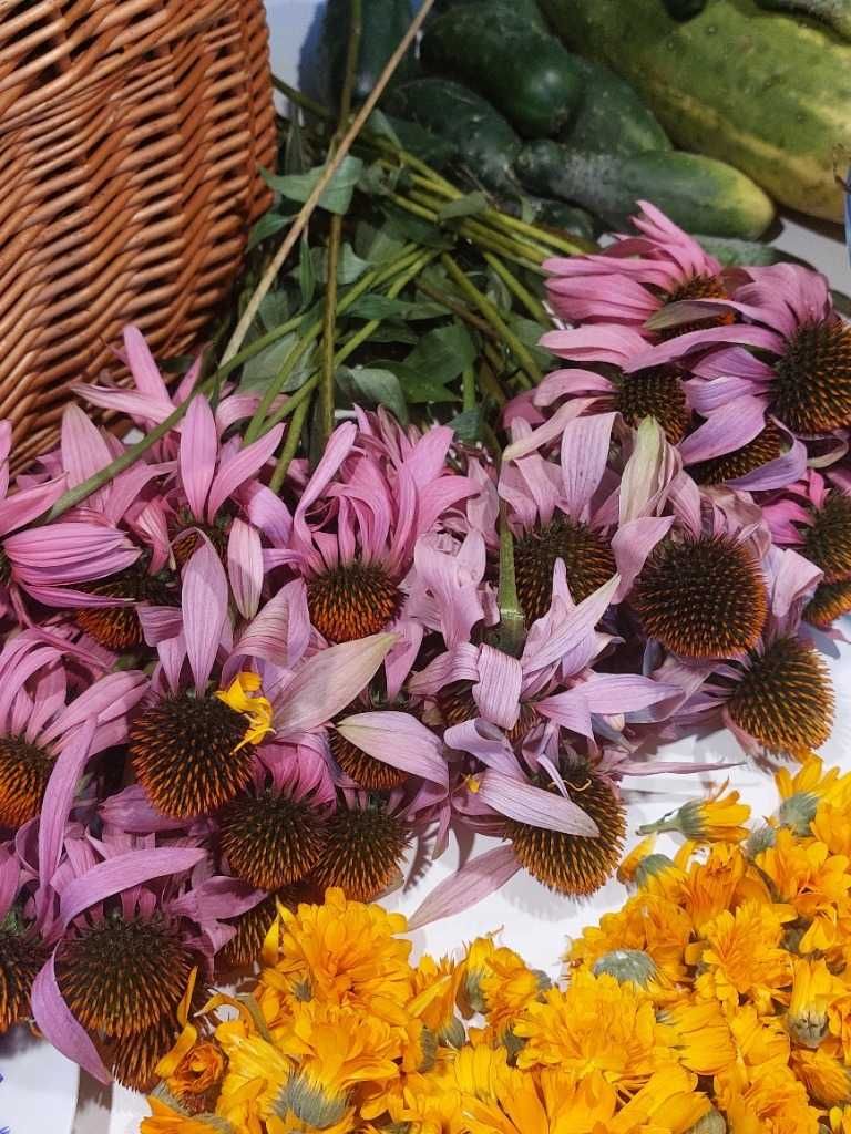 Ocet z jeżówki purpurowej, echinacea | 100 ml