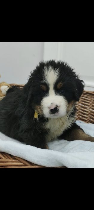 Piesek, chłopak z rodowodem. Berneński Pies Pasterski.