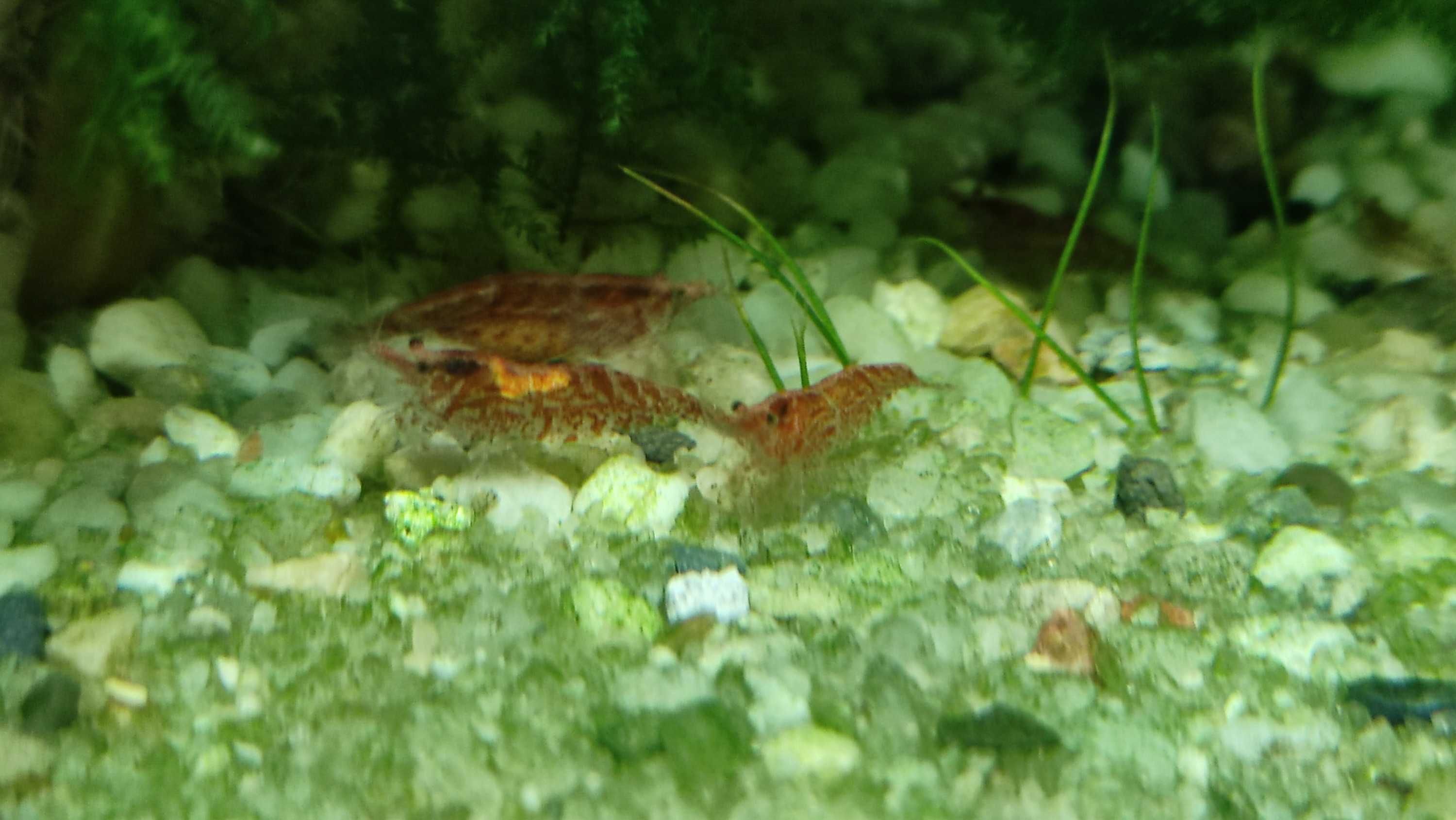 krewetki Neocaridina Davidi red cherry