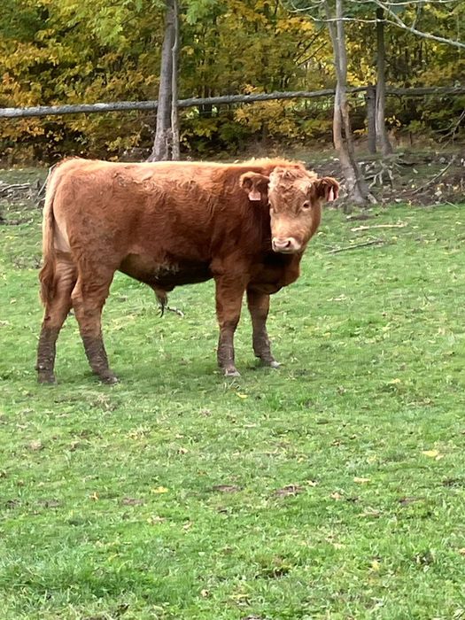 Byki jałówki z wolnego wybiegu perfekcyjne odsadki