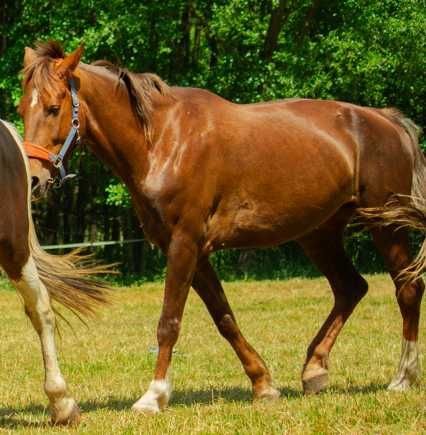 Sprzedam klacz, KWPN, 10 lat, 164 cm, woj. mazowieckie