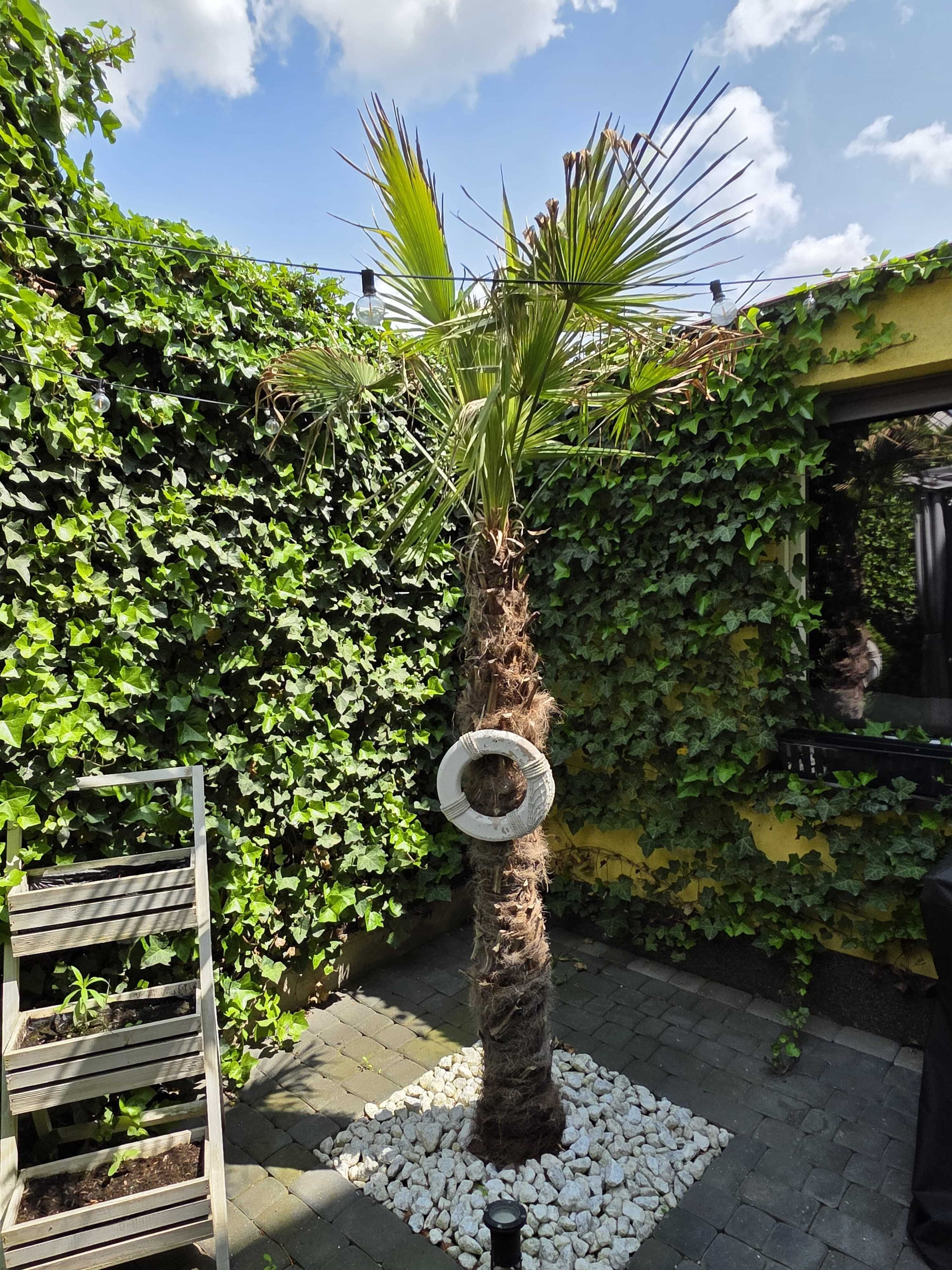 Palma  trachycarpus
