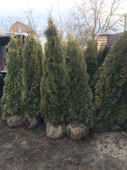 Туя Західна Смарагд1.70 -1.80.Супер!