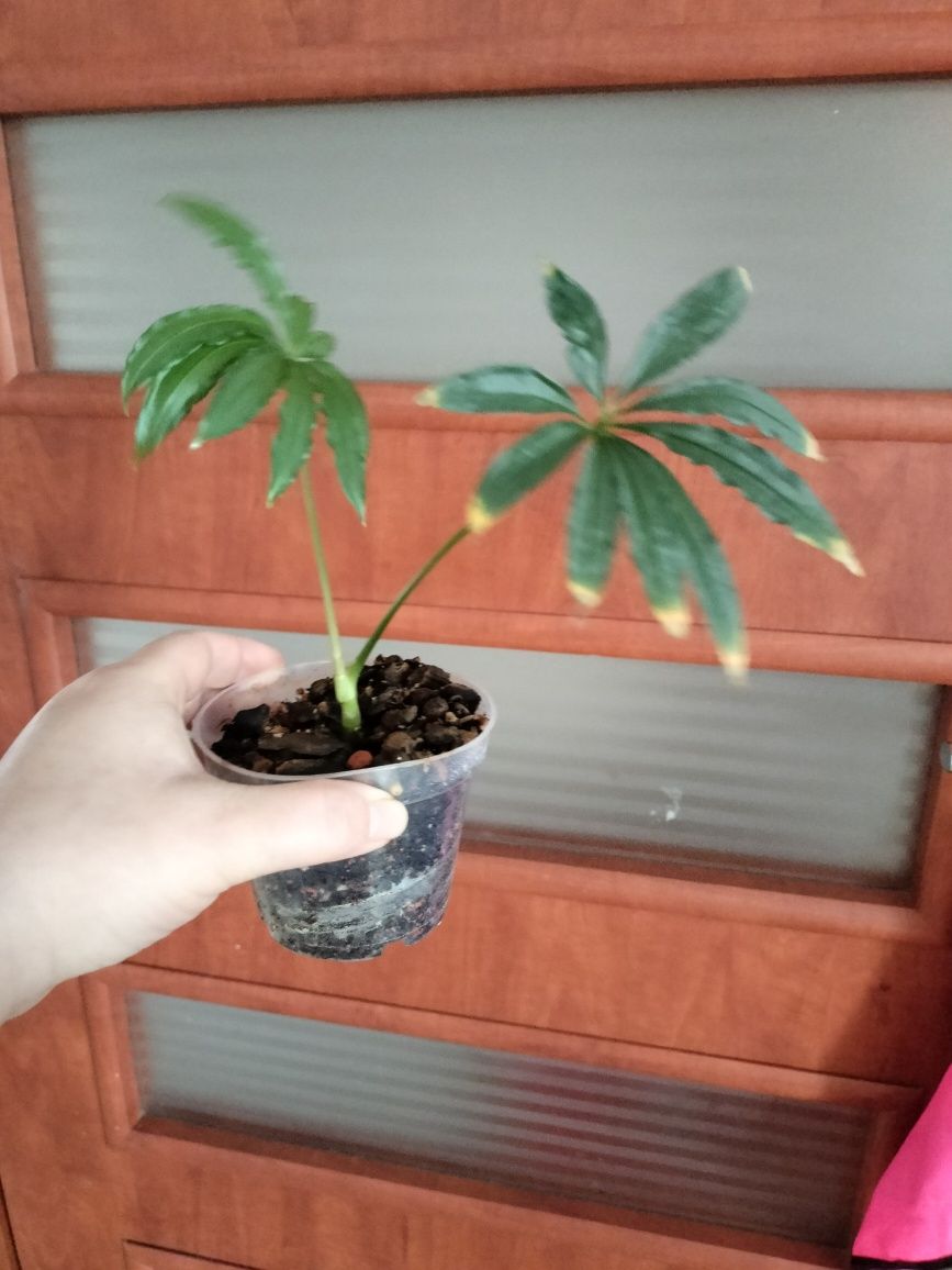 Anthurium polyschistum anturium