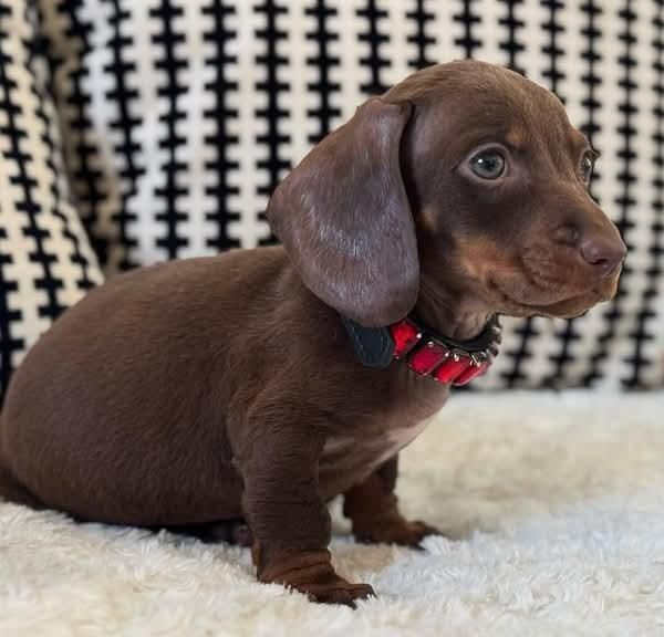 Шоколадні дівчатка міні та кролячі.