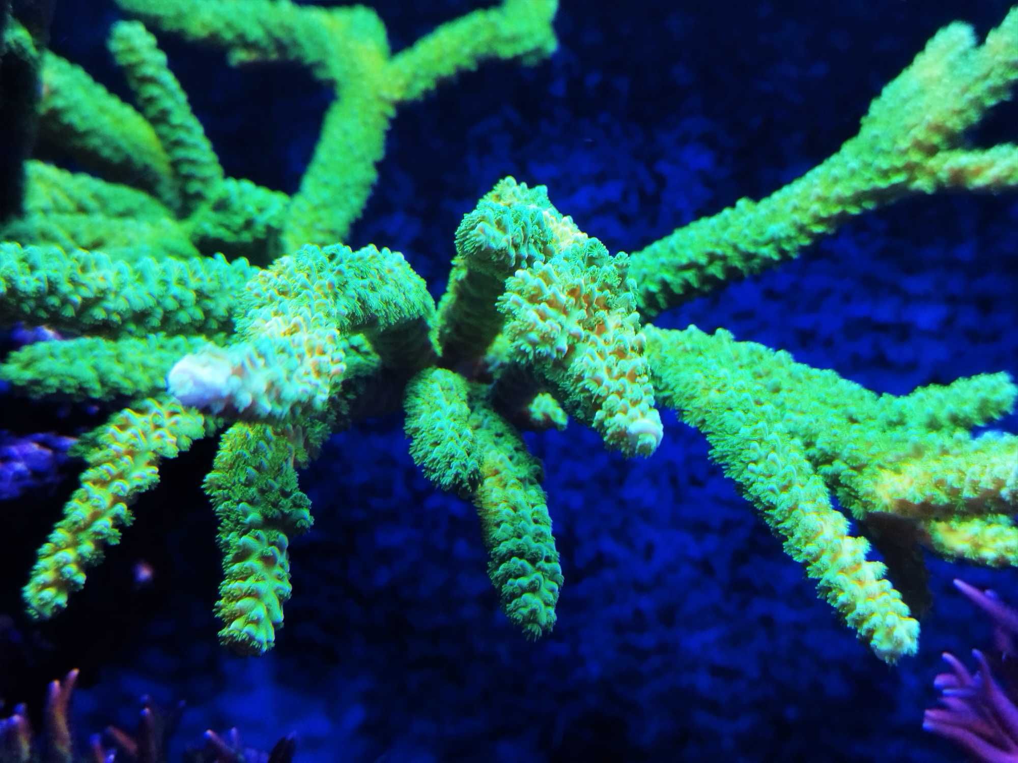 Acropora Formosa TOXIC GREEN