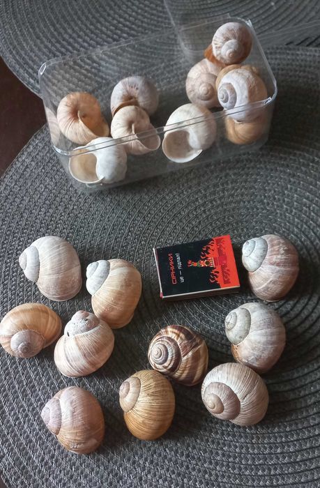 Равлики для декора. Матеріали для декора. Виноградні равлики. Улитки.