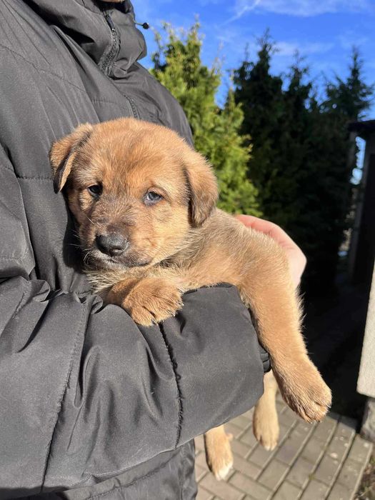 Oddam pieski za darmo