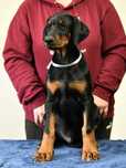 Doberman piesek FCI