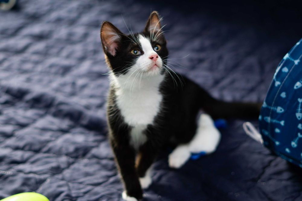 Popcorn - kot do adopcji