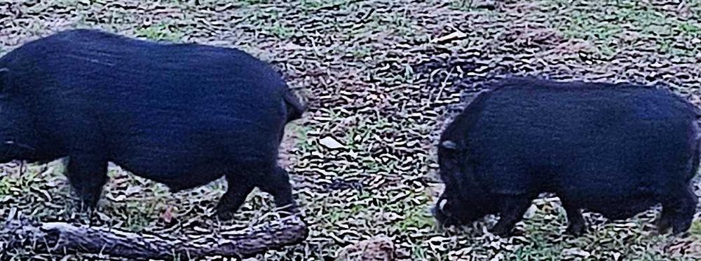 porco preto pequeno e javali
