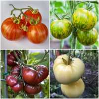 Kit sementes 4 Variedades de Tomates (Tigerella, Zebra, Negro, White)