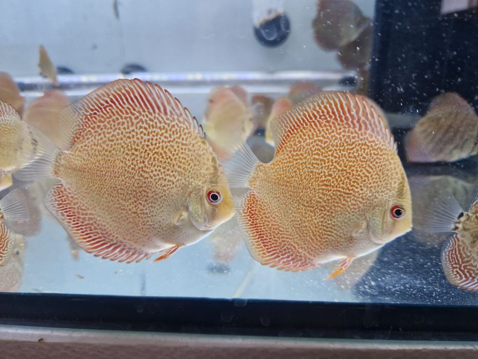 Discus Super Pantera