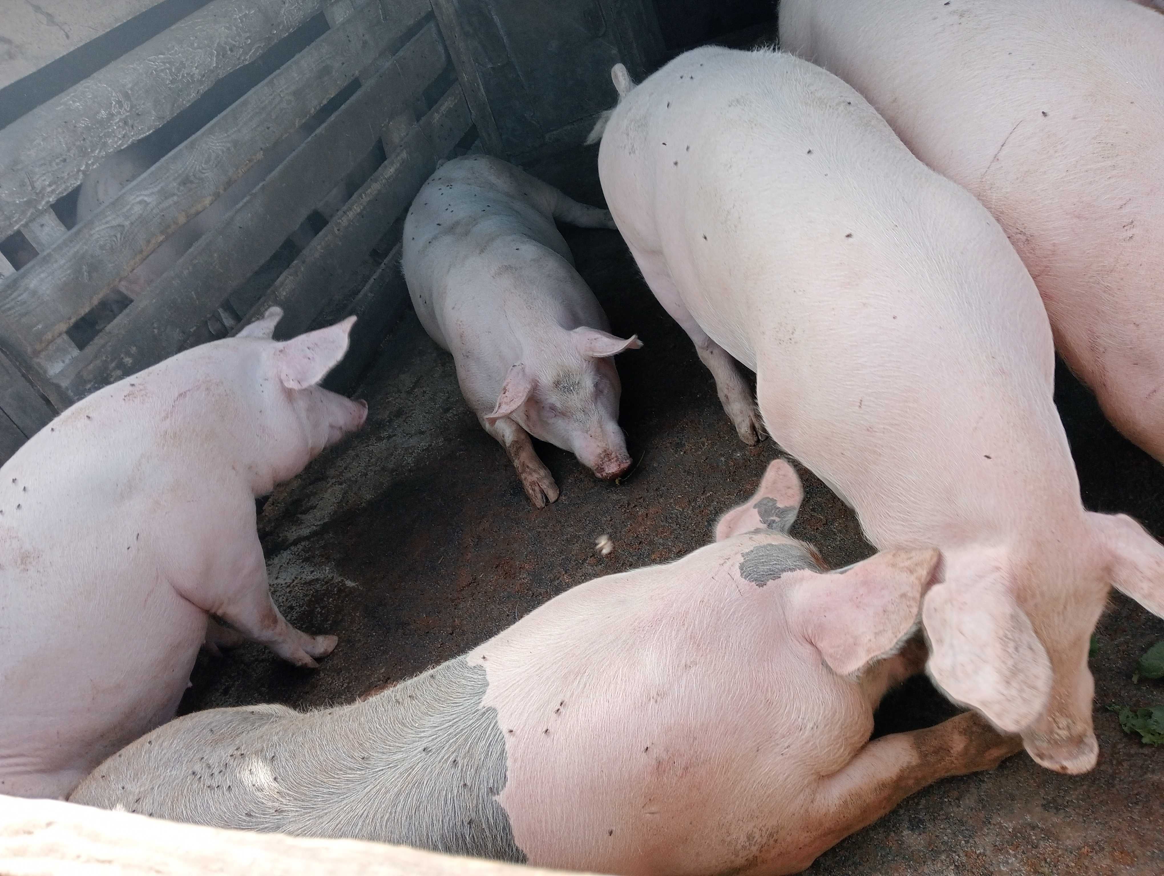 Продам свиней живою вагою, 60 грн за кг