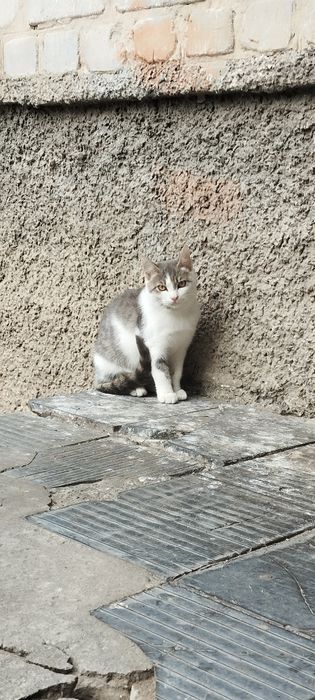 Безкоштовно киця
