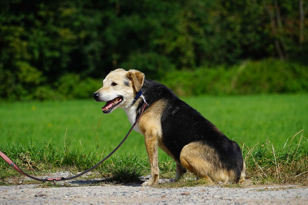 Winston - uroczy, starszy piesek z Wojtyszek szuka domu