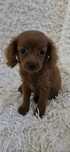 Cavapoo mini suczka 8 tygodni do odbioru