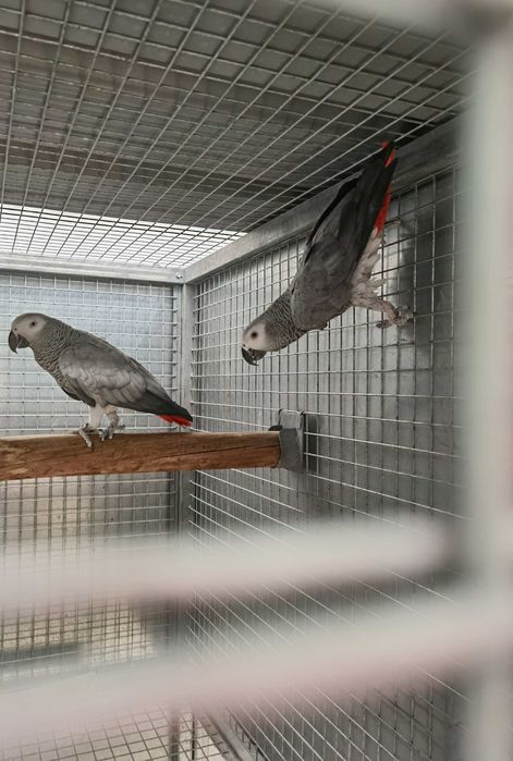 Casais Papagaios Cinzentos de Cauda Vermelha