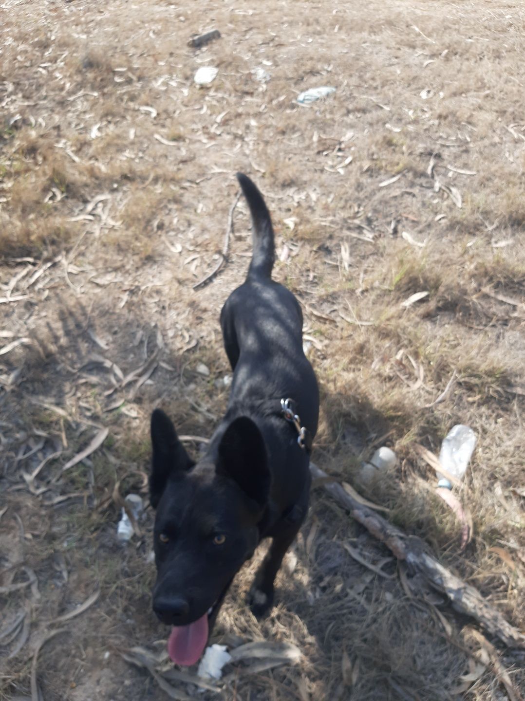 Dog walking/Pet Sitting