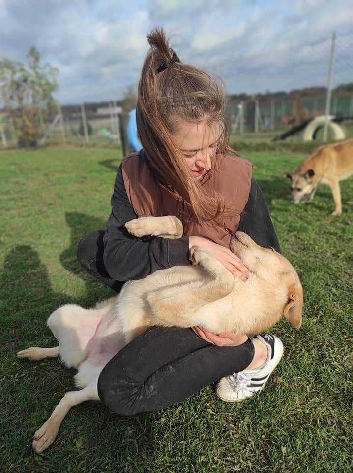 Labradorka Cynia do adopcji