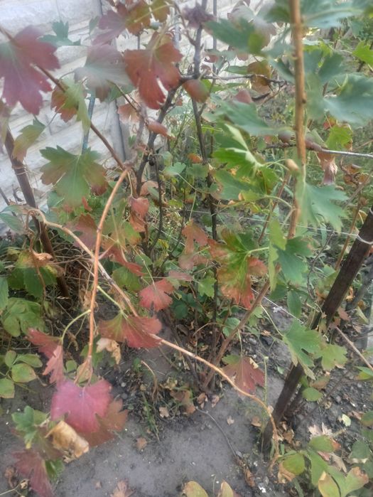 Продам черную смородину йошту саженцы