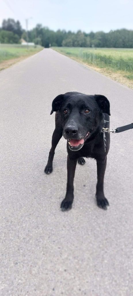 Rodos w typie labradora szuka domu!