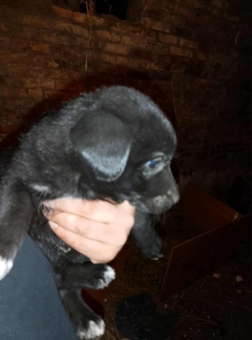 Szczenięta w typie labradora