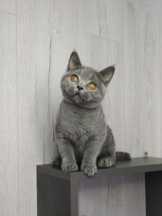 Чистокровна шотландська принцеса -прямовушка з ВАКЦИНАЦІЄЮ