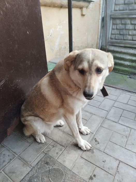 Віддам у  дуже хороші руки  звати буся