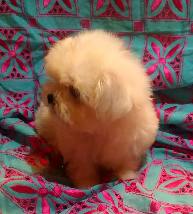 Суперпушистый мини мальтипу..