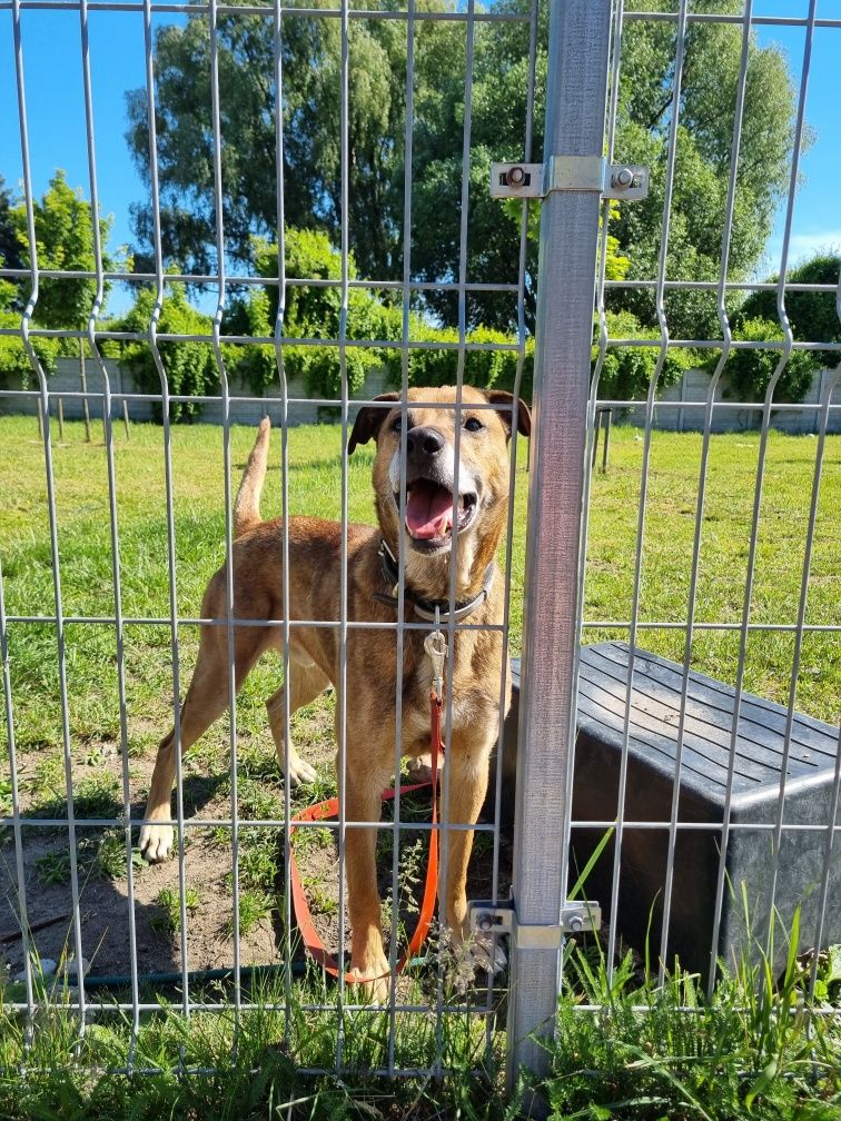 Bary - odebrany interwencyjnie, głodzony, rudasek do adopcji!