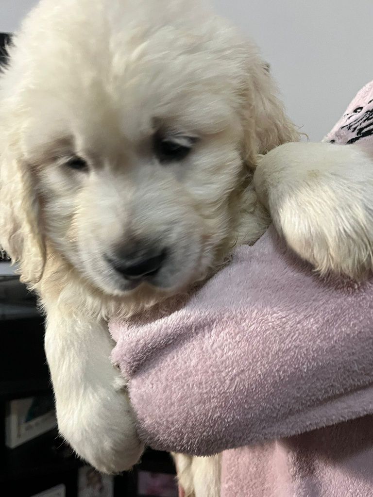 Golden Retriever Lop e Afixo
