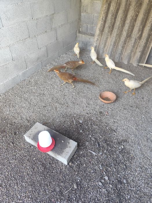 Para cedência faisão pêssego