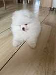 Szpic miniaturowy pomeranian piękna malusia biała sunia