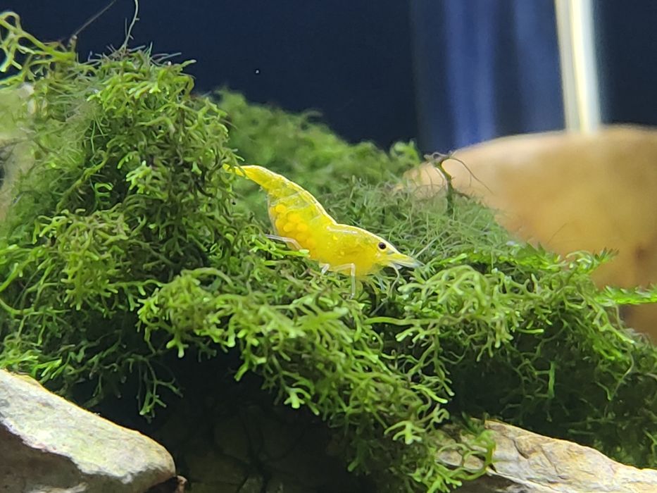 Krewetka neocaridina yellow