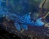 zbrojnik l128 GRUBY KOCUR sklep zoologiczny rzeszów