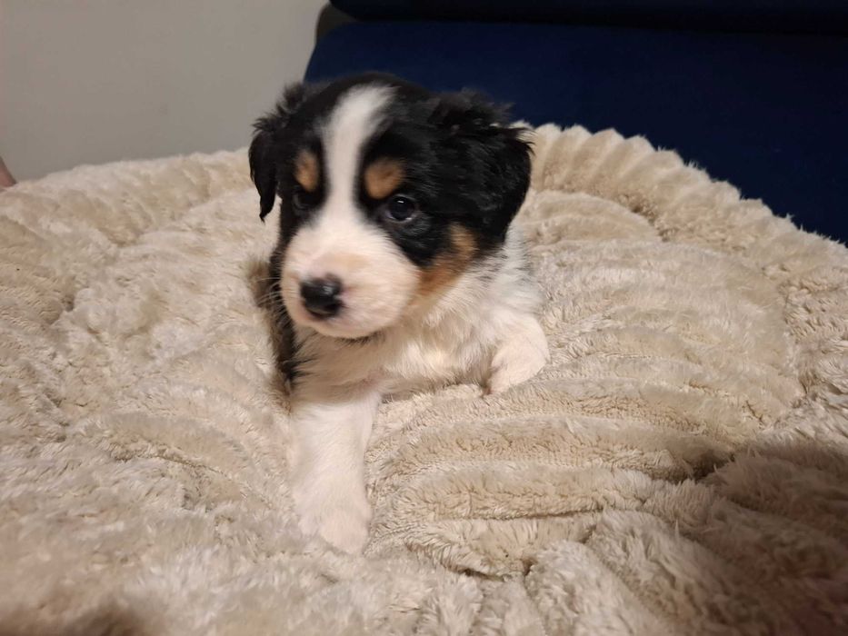 Border Collie Szczeniak black tri color