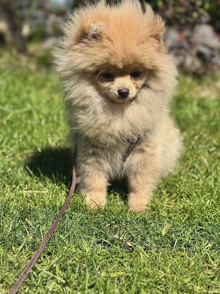 Szpic Miniaturowy Pomeranian