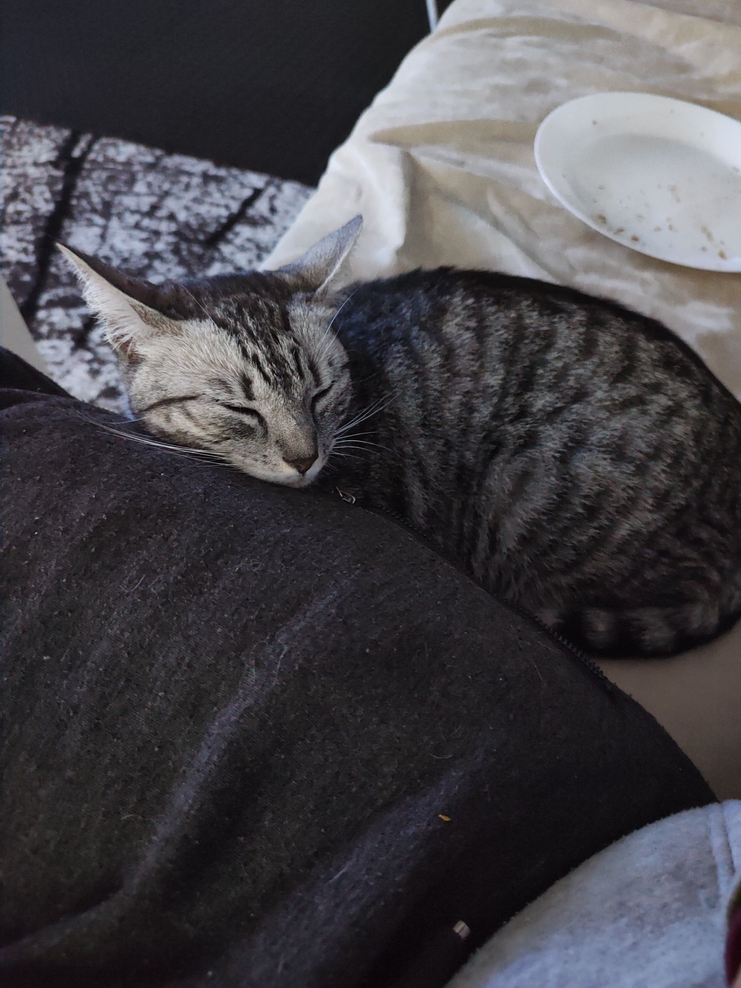 Kotka do adopcji
