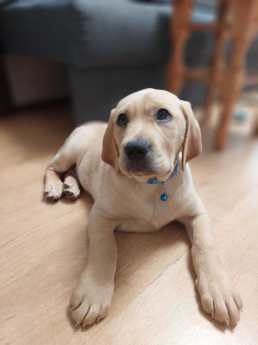 Чистокровний  лабрадор, хлопчик