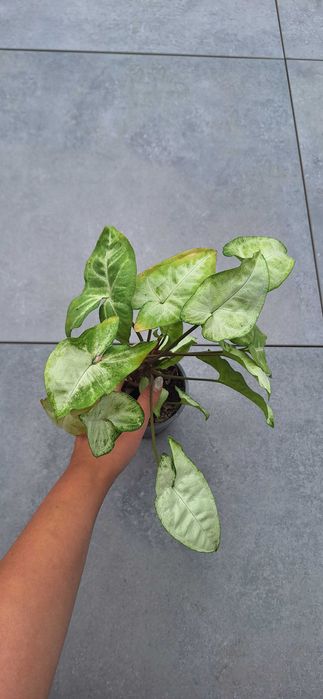 Syngonium white butterfly