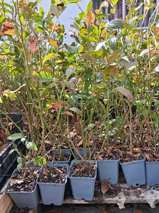 Planta de Mirtilos/blueberries