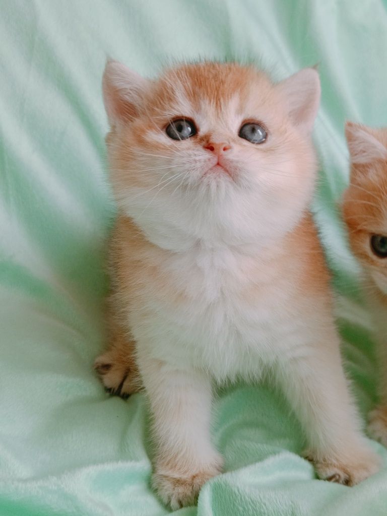British shorthair golden chinchilla