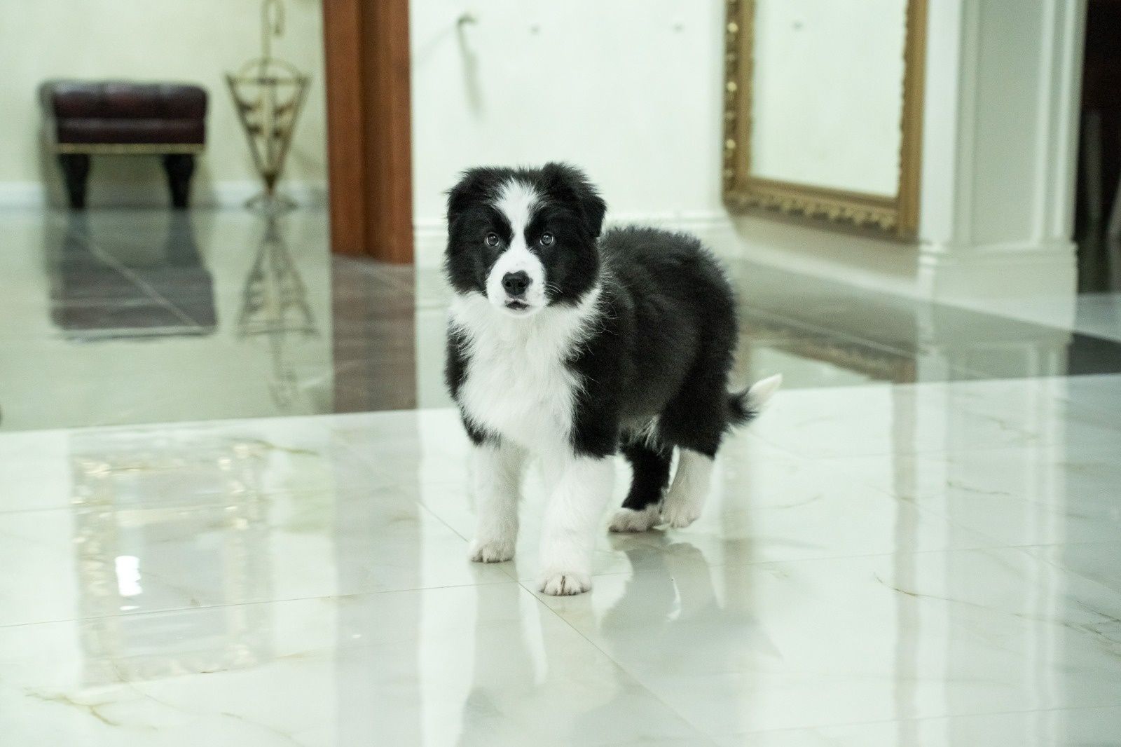 Border Collie piesek FCI ZKwP