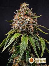 White Widow XXL fem 1 sztuka Barney’s Farm nasiona marihuany