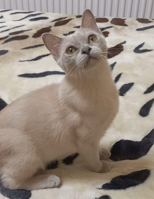 Американська бурма  Кошеня дівчинка Бурманська