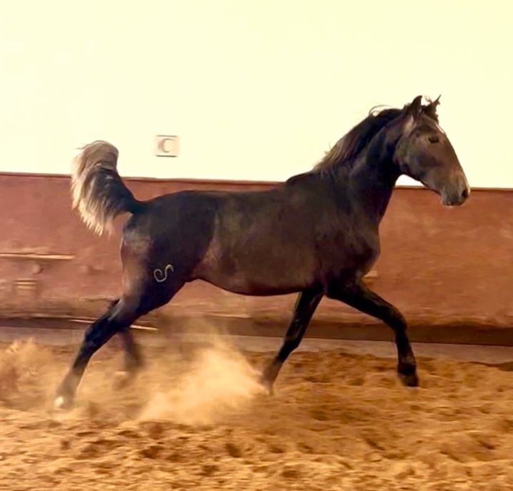 Poldros lusitanos