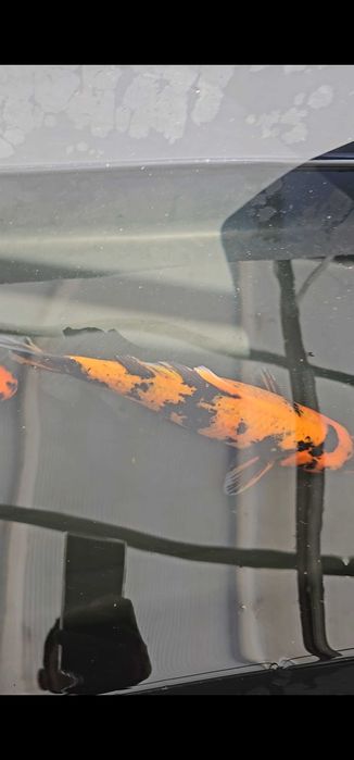 Carpas koi hi utsuri